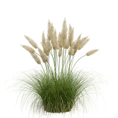 Fototapeta premium Beautiful garden plant 