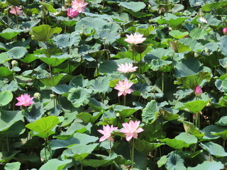 Lotus Flowers Blooming in a Pond