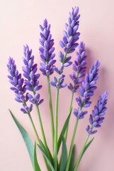 Naklejka premium A delicate bouquet of purple flowering plants arranged against a soft pink background, showcasing their vibrant hues and slender stems