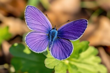 Vibrant blue purple butterfly on a spring flower in a forest macro shot