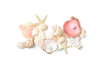 Seashells and starfishes on white background