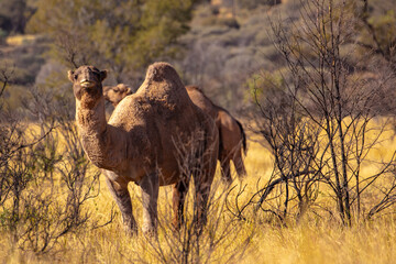 Australia may now have the largest wild population of Arabian camels (Camelus dromedarius) in the...