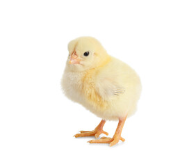 Cute little chick on white background