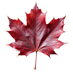 red maple leaf