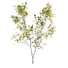 Obraz premium Beautiful garden plant 