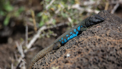 Atlantic lizard