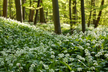 Fototapeta premium Deutscher Zauberwald. Bärlauchwald auf der Schwäbischen Alb. 