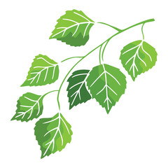 Vector drawing of birch leaves, isolated on white background, young green leaves, spring illustration