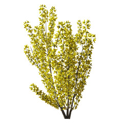 Fototapeta premium Beautiful garden plant 