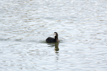 The Eurasian coot (Fulica atra), also known as the common coot, is swimming in the river