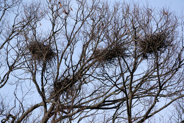 A lot of bird nests are built on the top of tall trees