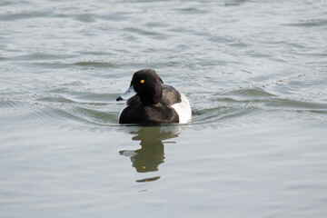 The Tufted Duck or Tufted Pochard is floating in the river. Its scientific name is Aythya fuligula.