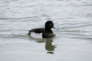 The Tufted Duck or Tufted Pochard is floating in the river. Its scientific name is Aythya fuligula.