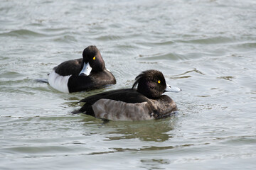 Tufted duck or tufted pochard (Aythya fuligula) swimming in the river