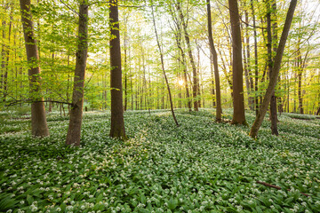 Deutscher Zauberwald. Bärlauchwald auf der Schwäbischen Alb. Sonnenuntergang mit Sonnenstern strahlt den Buchenwald an.