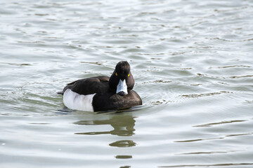 The Tufted Duck or Tufted Pochard is floating in the river. Its scientific name is Aythya fuligula.