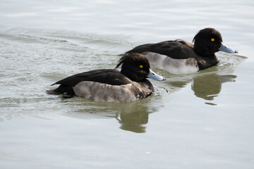 The Tufted Duck or Tufted Pochard is floating in the river. Its scientific name is Aythya fuligula.