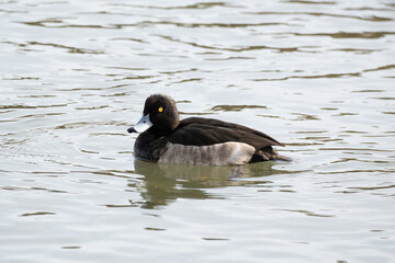 The Tufted Duck or Tufted Pochard is floating in the river. Its scientific name is Aythya fuligula.