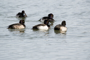 A flock of Tufted Ducks (Aythya fuligula) on winter migration to Japan.