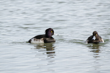 Two Tufted Ducks (Aythya fuligula) are swimming in the river