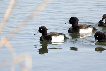 The Tufted Ducks are floating in the river. Its scientific name is Aythya fuligula.