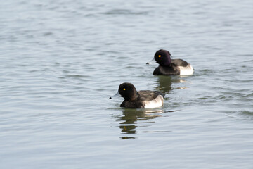 Two Tufted Ducks (Aythya fuligula) are swimming in the river