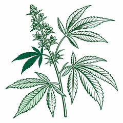 cannabis leaf vector illustration
