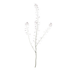 Beautiful garden plant	
