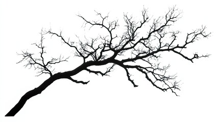 Bare tree branch silhouette against white background