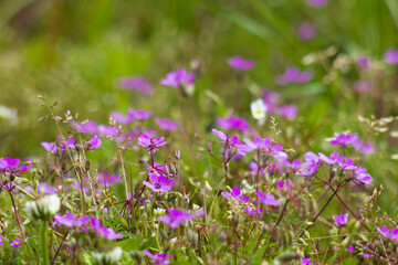 Fototapeta premium Lovely abstract background with violet flowers. Soft focus photo