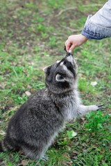 Curious raccoon is standing on legs and reaching for delicious treat in hand of person in green park