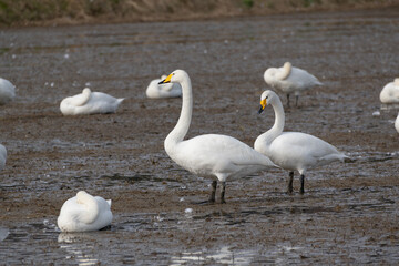 Tundra Swans (Cygnus columbianus) are migrating together in a field. They have flown in from the north to spend the winter.