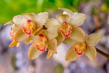 Orchidée dendrobium 