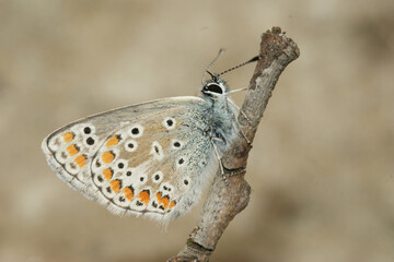 Close-up of a small Icarus blue butterfly with intricate wing patterns, perched delicately on a twig