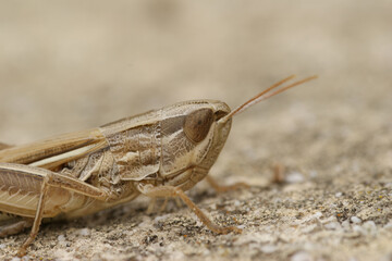 Detailed close-up of a Chorthippus elegantulus grasshopper showcasing its intricate features and earthy tones