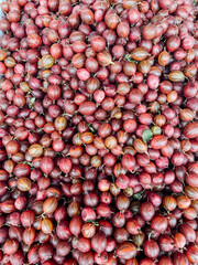lots of ripe gooseberries for food as background
