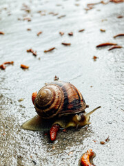 A snail collects water after rain