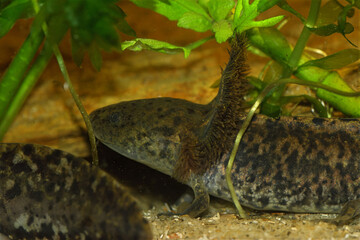 Closeup on the critical endangered Mexican neotenic Achoque salamander Ambystoma andersoni underwater