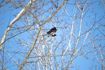 A carrion crow (Corvus cornix) soaring with its wings spread. Crow flying in front of sky and trees. Bird, animal idea concept. Ornithology. Nature. Wildlife. 