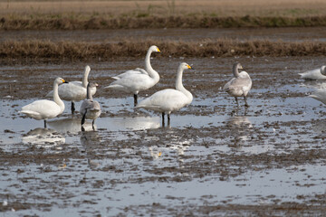 A large flock of Migratory Whooper Swans (Cygnus cygnus) on muddy land. They came from Siberia to spend the winter in Japan.