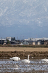 Whooper Swan, Toyama Prefecture, Japan