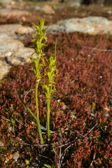 Little Laughing Leek Orchid (Prasophyllum gracile) in flower, in natural habitat, Wheatbelt, Western Australia