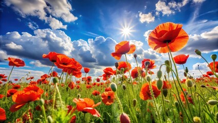 Obraz premium Poppy fields with swaying flowers in the gentle breeze on a sunny day, against a bright blue sky with a few fluffy white clouds