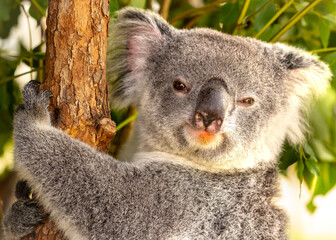Koala relaxing in a tree