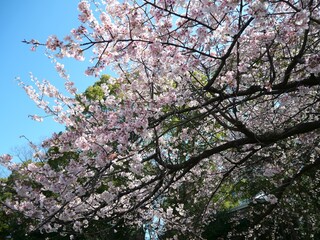 上野公園の桜
