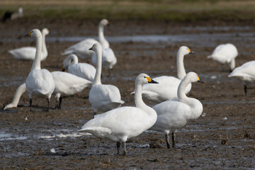 Tundra Swans (Cygnus columbianus) walking in the swamp. They came from Siberia to spend the winter in Japan.