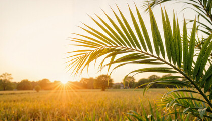Fototapeta premium Sunset over field with palm leaves in foreground