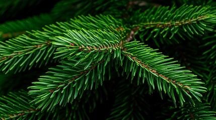 lush green fir tree branch perfect for nature and landscape photography