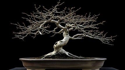 Bonsai Tree with Sharp Branches and Dense Foliage in Classic Pot on Dark to Light Gradient
