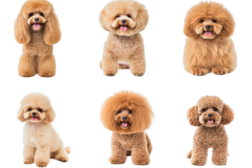 Adorable Poodle Portraits - Fluffy and Cute